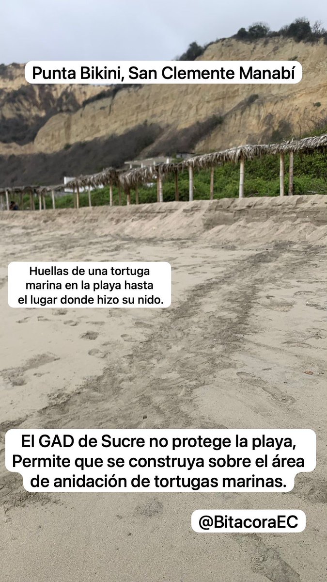 BitacoraEc's tweet image. #Manabi #Nidos #Tortuga #Peligro 

En Punta Bikini, Manabí construyen sobre los nidos de las tortugas marinas

A pesar de las denuncias, tanto en redes sociales como en la @FiscaliaEcuador, las actividades para relleanar la parte alta de la playa de Punta Bikini persiste. El