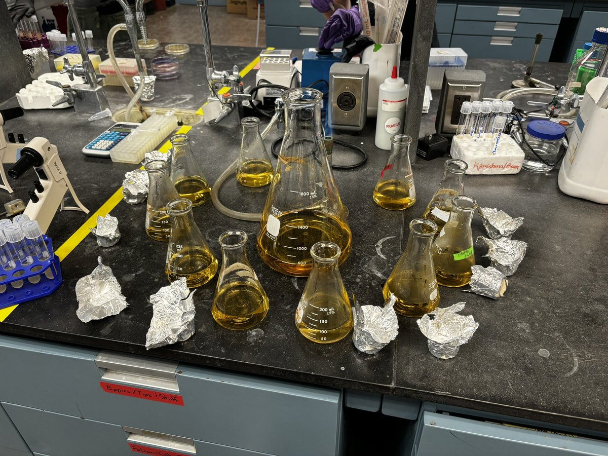 Am I making overnight cultures, or are the  flasks worshipping their leader?

The world will never know
