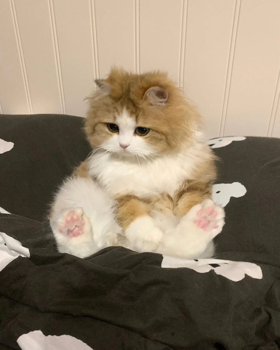 cutest cats (@cutestscats) on Twitter photo 