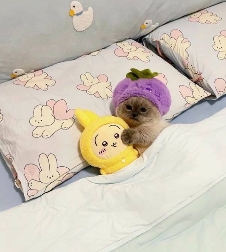 cutest cats (@cutestscats) on Twitter photo 