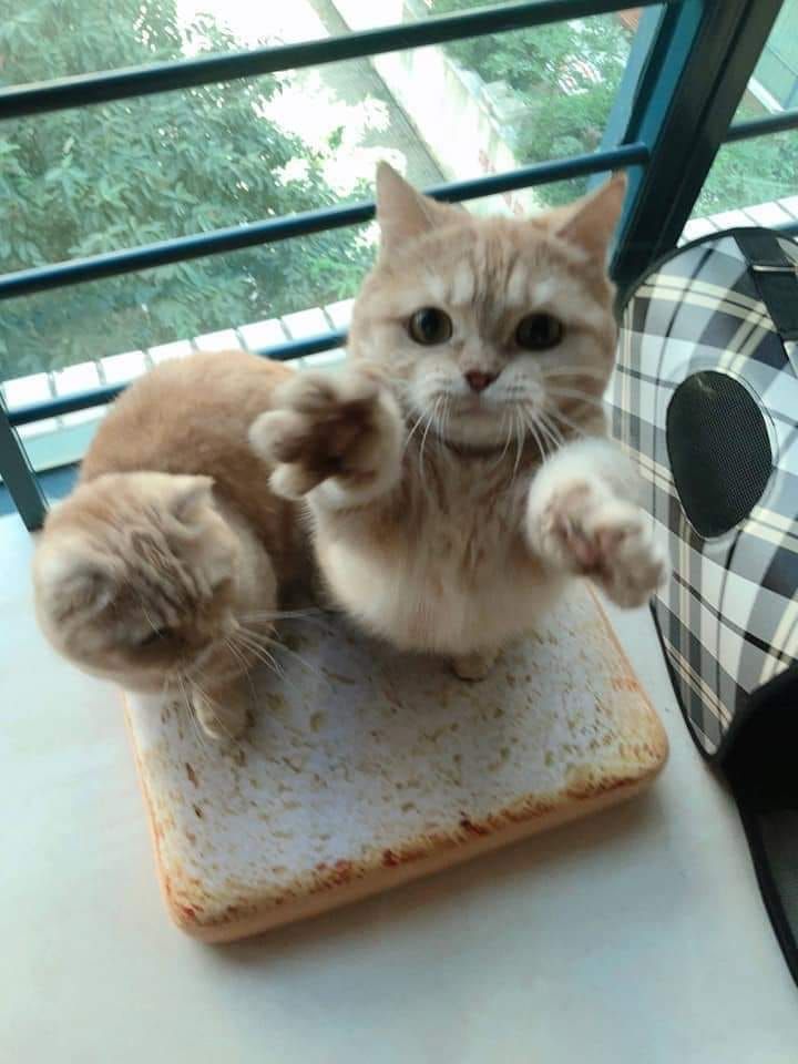 cutest cats (@cutestscats) on Twitter photo 