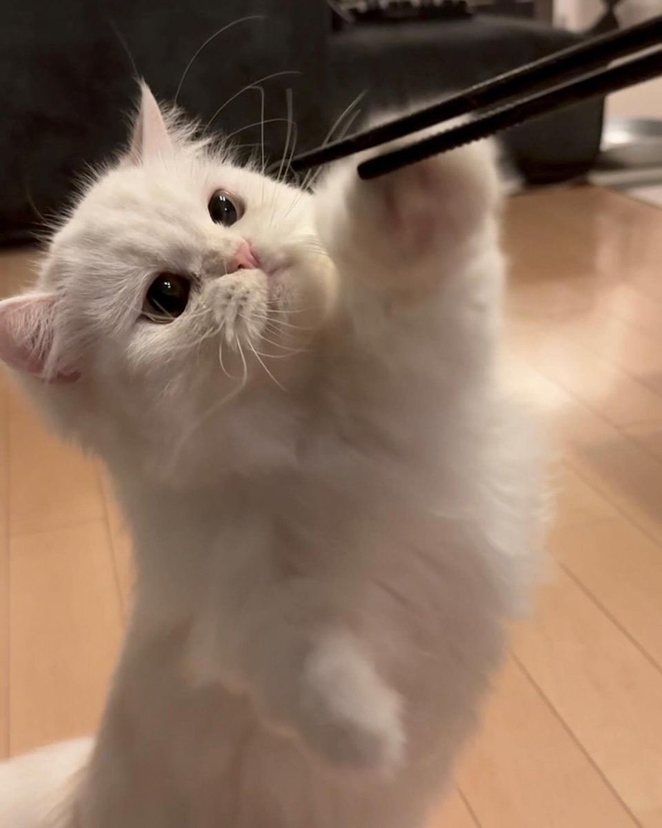 cutest cats (@cutestscats) on Twitter photo 
