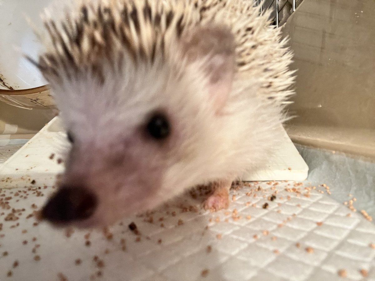 ご飯まちハリネズミ