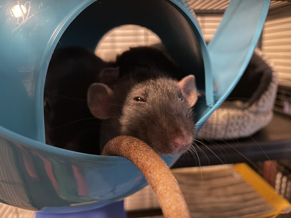 Kaya (@kayabarrows) on Twitter photo 