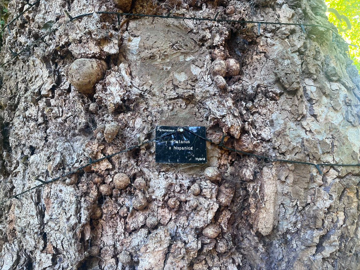 SongPath tweet media