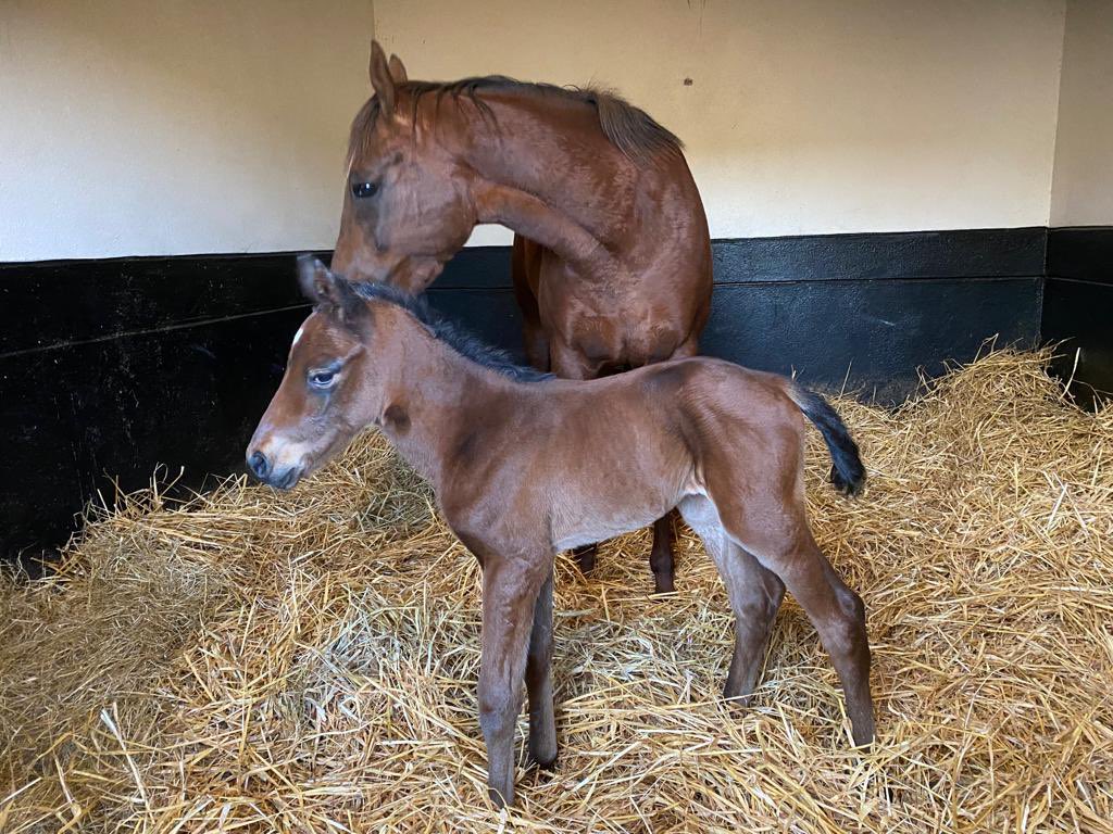 A great start to Book 1. Wishing <a href="/coolmorestud/">Coolmore</a> &amp; <a href="/WhiteBirchFarm_/">White Birch Farm</a> the best of luck with this quality colt 🌟 He was special from day one!