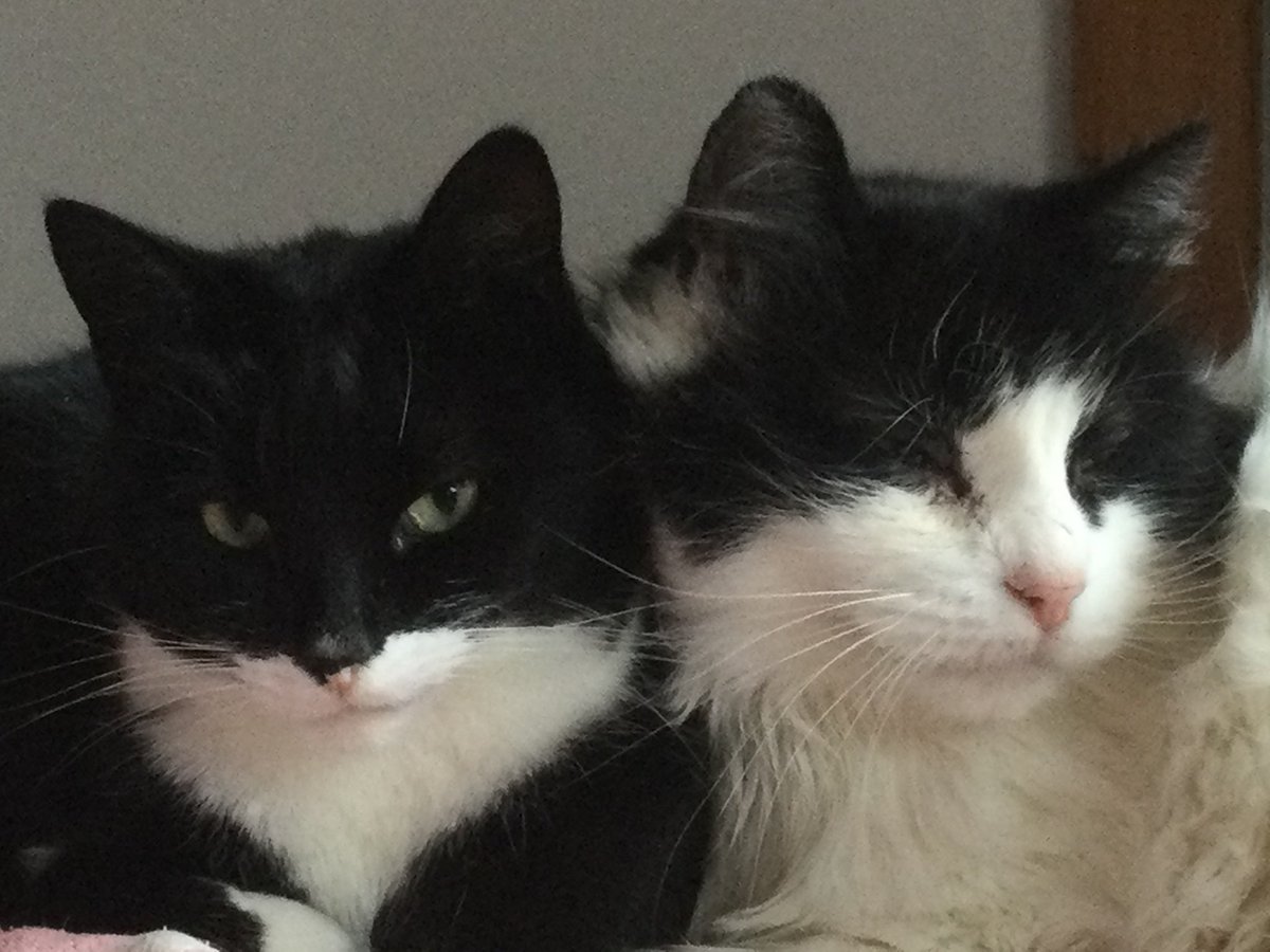 It’s my Gotcha Day! It’s been hard work but I’ve pretty much got the humans trained now. And Keith I the best brother ever.
Always grateful to <a href="/KeighleyCatCare/">Keighley Cat Care</a> #AdoptDontShop