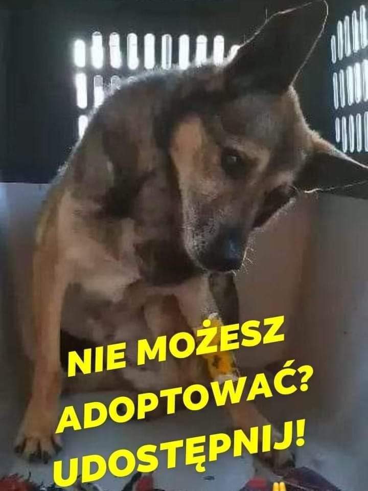 <a href="/AnnaSernawit/">Ania ES</a> <a href="/KSzalew/">Ka SzaLew 📚</a> RT 💕🆘‼️📣🚨🏡🐕‍🦺🙏