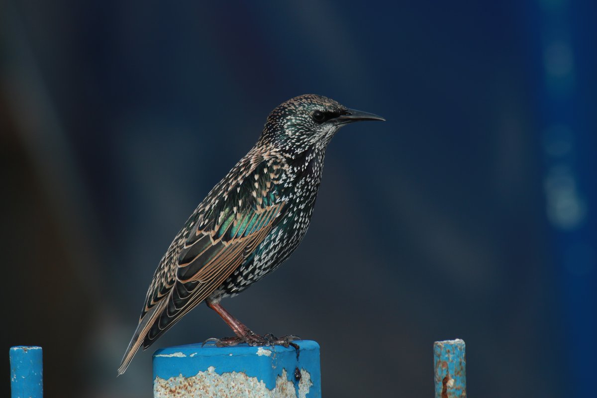 Gull and Starling with very different backgrounds.