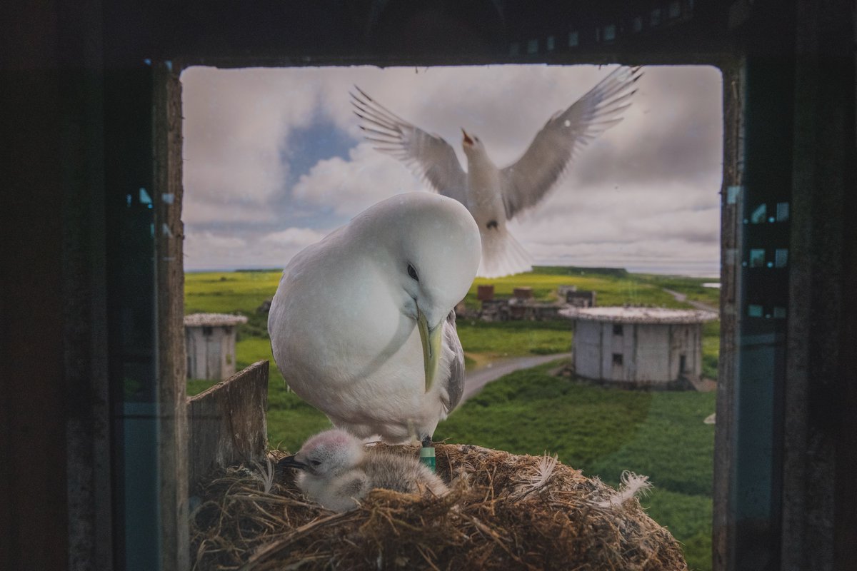 What was once an air force base is now home to a long-running seabird study, which allows researchers—and this photographer—to access the intimate lives of Alaskan wildlife such as this family of Black-legged Kittiwakes.

📷 by ’24 People’s Choice Finalist Morgan Heim