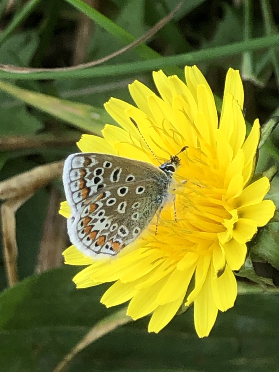 Common blue on the banks of the Taff yesterday 🧐🦋 #wildcardiffhour