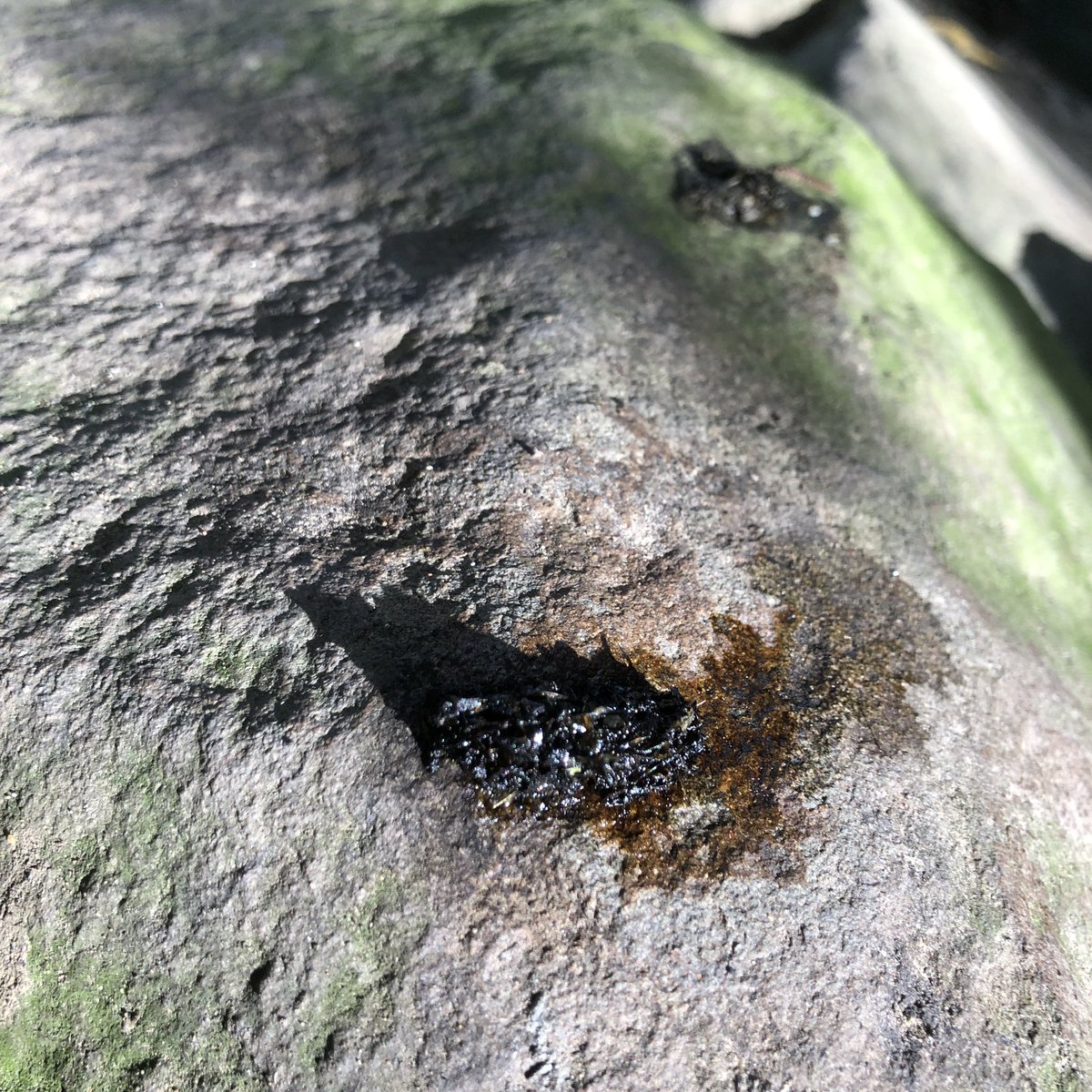 Fresh otter 🦦 spraint wish we had smellovision #wildcardiffhour