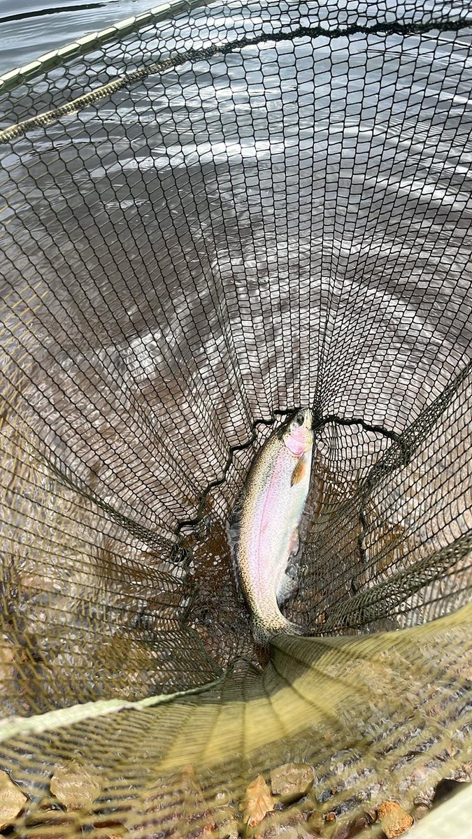 FlyFishingENG's tweet photo. Ryburn Reservoir -
4 trout in 3 hours coming to cdc buzzers, slow retrieval made them chase. Plenty of fly life meaning the fishing stuck close to the surface.
#FlyFishing #Ryburn #Ripponden https://t.co/A7qGw3IenE