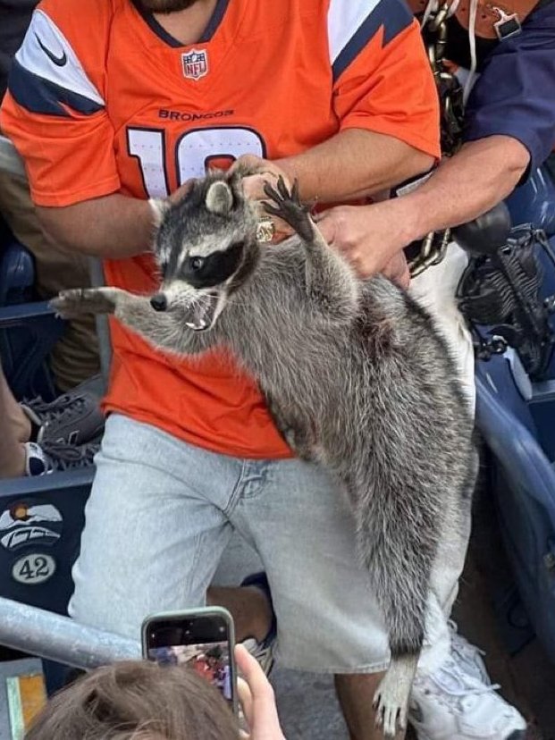 A TRASH PANDA CAN'T JUST ROAM FREELY IN OTHER STADIUMS ANYMORE?????

I'M SORRY I THOUGHT THIS WAS AMERICA