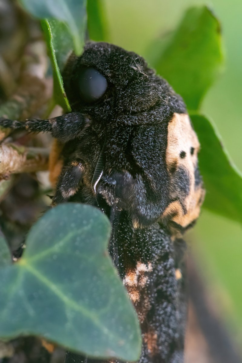 This may be the highlight of my #Scilly trip. I took a moth trap and caught some nice migrants (more later) but I was lucky to be able to see an amazing duo of death's head hawk moths caught yesterday on St. Mary's. My most wanted moth species by far ... Wow wow wow 🥰😱💀