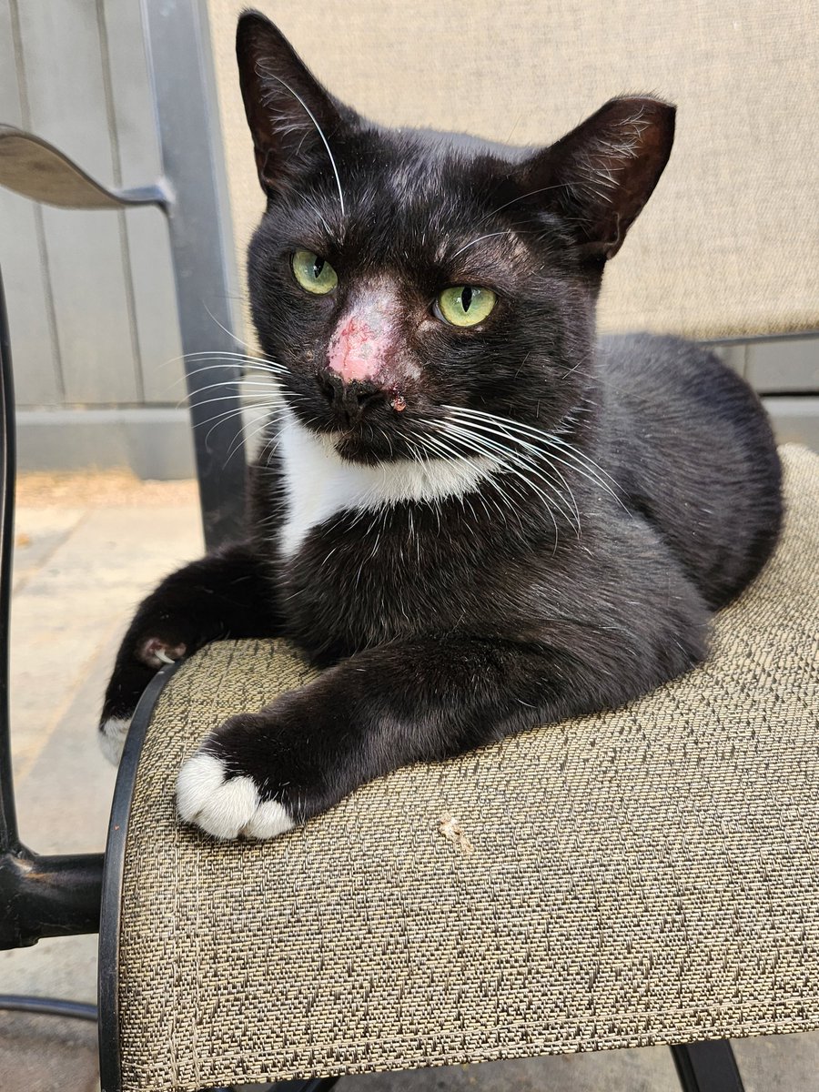After nearly 4 months missing, Nigel showed up today. He looks good. Staff is happy crying.

#Reunited #OutdoorGang #CatsOfTwitter #YaysForStrays