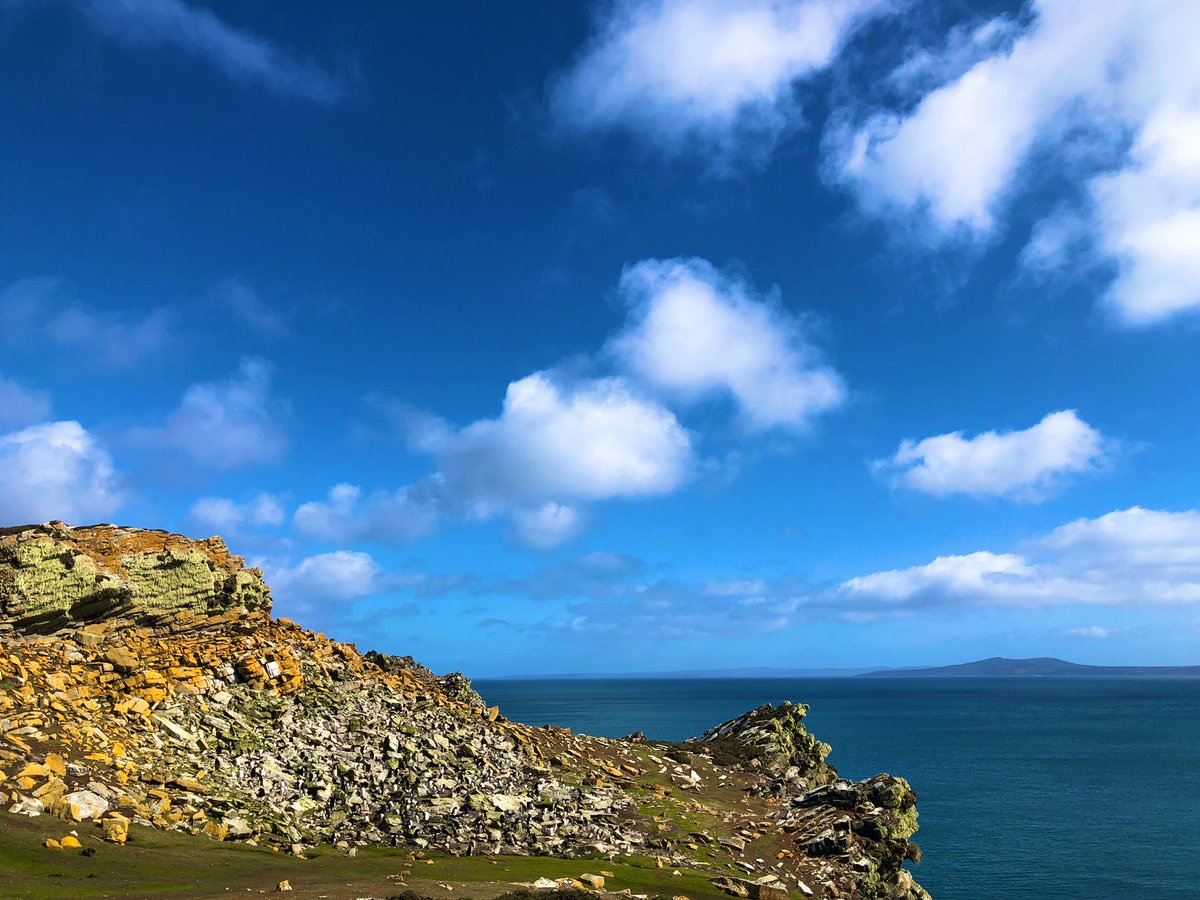 I hear the Rockhoppers are back! 😃

Excitement levels have just hit the roof!!! 

Oh and yes, if you zoom in you’ll see some of my favourite little critters. 

#floofs #penguins #rockhoppers #falklandislands