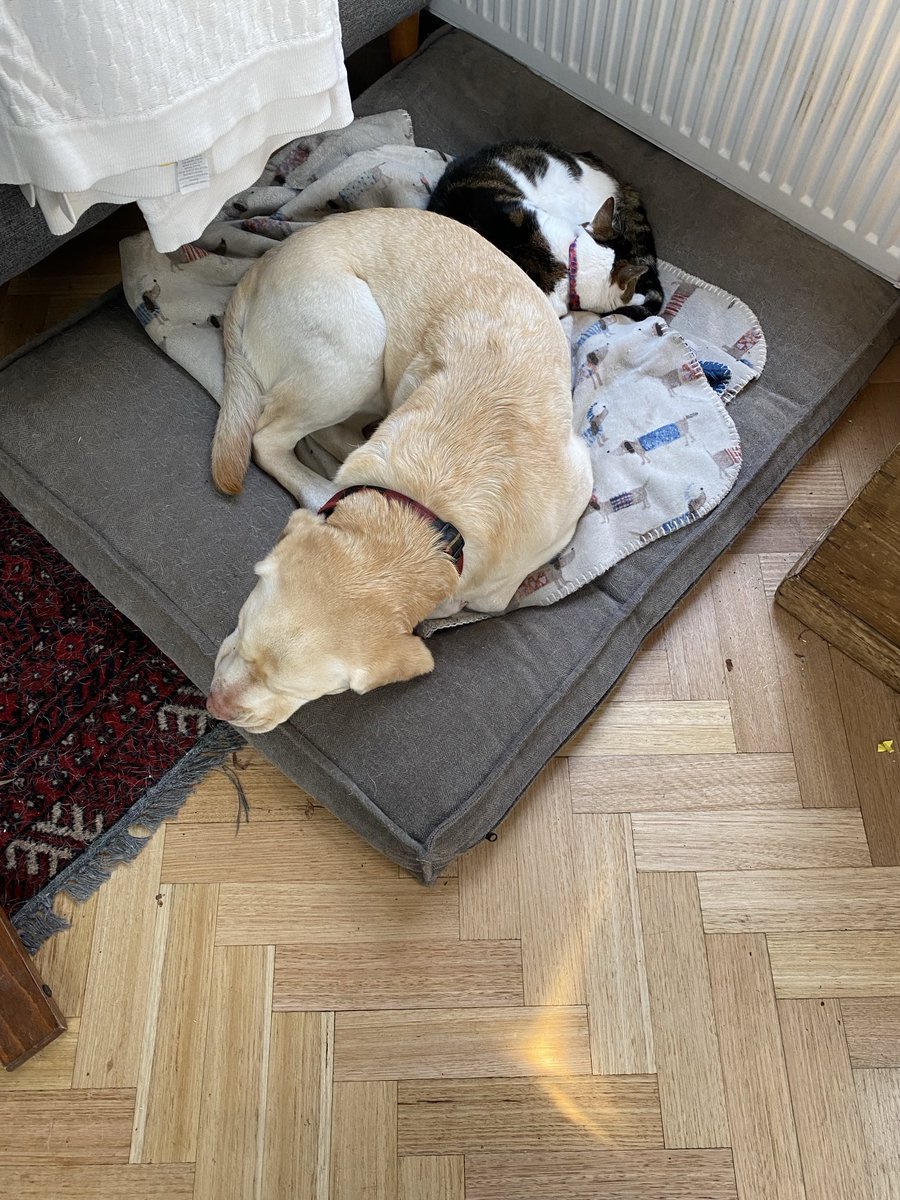 Three cheers for pets because I’m losing faith in people.