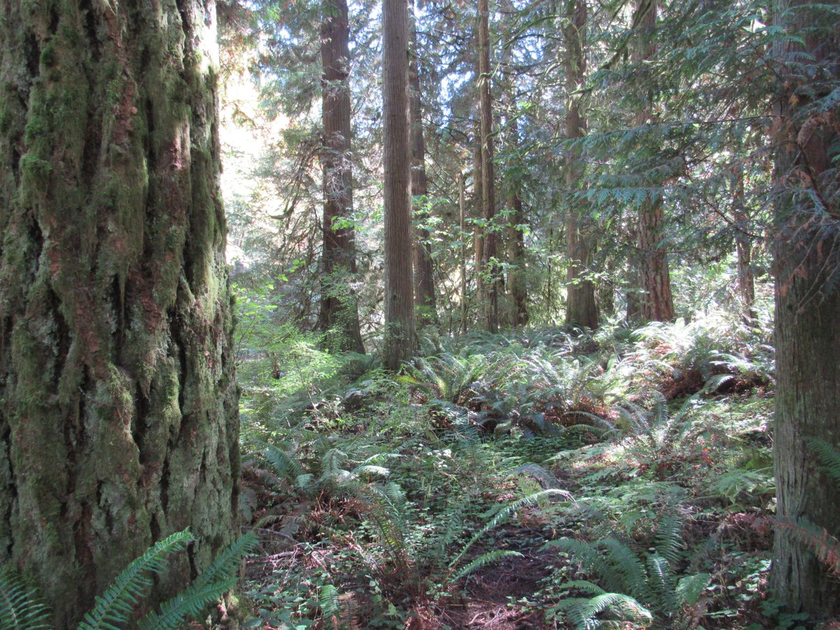 "In my experience, the dream does not mask or hide but does its best to reveal... Every dream has multiple meanings, and multiple levels of meaning woven into a single metaphor of personal experience" - Jeremy Taylor, Dream Work (1983), 35