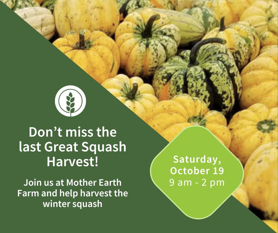We have one more community volunteer opportunity at our Mother Earth Farm, The Great Squash Harvest on Saturday, October 19, 9:00 am- 2:00 pm! Come help harvest the winter squash that will go out to our partner programs across Pierce County. We cant wait to see you there!