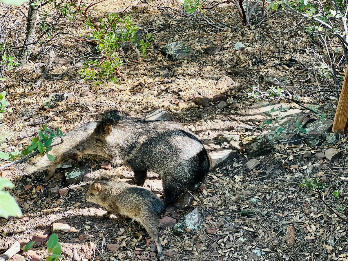 BuiltbyRyan's tweet photo. @gunsnrosesgirl3 Here’s some wild ones by my cabin. 😃 🐗 https://t.co/pkITuVKaEk