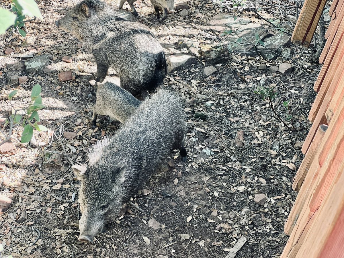 BuiltbyRyan's tweet photo. @gunsnrosesgirl3 Here’s some wild ones by my cabin. 😃 🐗 https://t.co/pkITuVKaEk