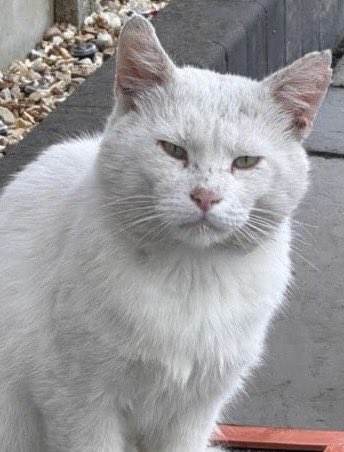 CPChiltern's tweet image. Do you recognise this cat? White with green eyes, he’s been seen for several months around Southcourt, #Aylesbury HP21 (Cottesloe Park area). Not microchipped. If you own or know this cat please PM or email welfare@chiltern.cats.org.uk Thanks #FoundCat #CatsOfTwitter #CatsOfX