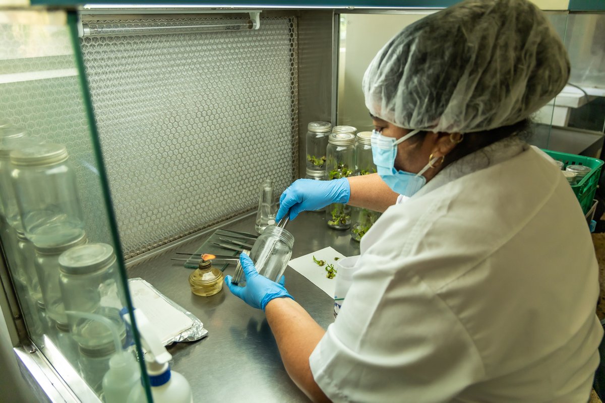 🌱🔬 ¡Lleva tu producción al siguiente nivel con nuestras plantas in vitro del Laboratorio de Biotecnología! 🌿

✅ Resistencia a enfermedades
🌱 Crecimiento rápido y uniforme

📞 Contáctanos: 2397-2200 Ext. 273