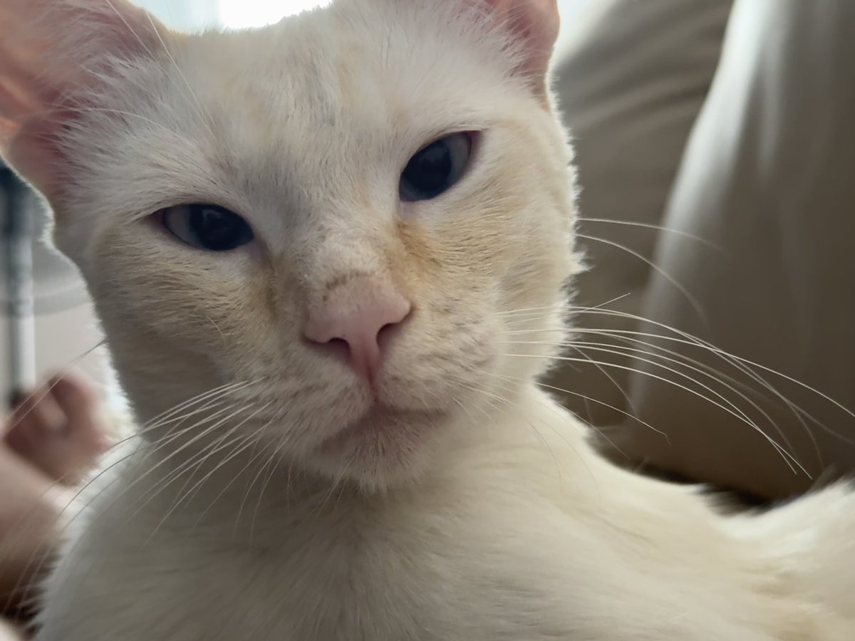 Nicolas Tacussel tweet media