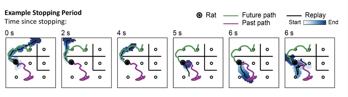 SFNers- if you’re around tomorrow morning (oct. 9, 8-12) come chat with me at poster 425.10/U35! 

I’ll be presenting findings of a strict temporal organization to awake hippocampal replay, and what this counterintuitive organization reveals about the mechanisms generating replay