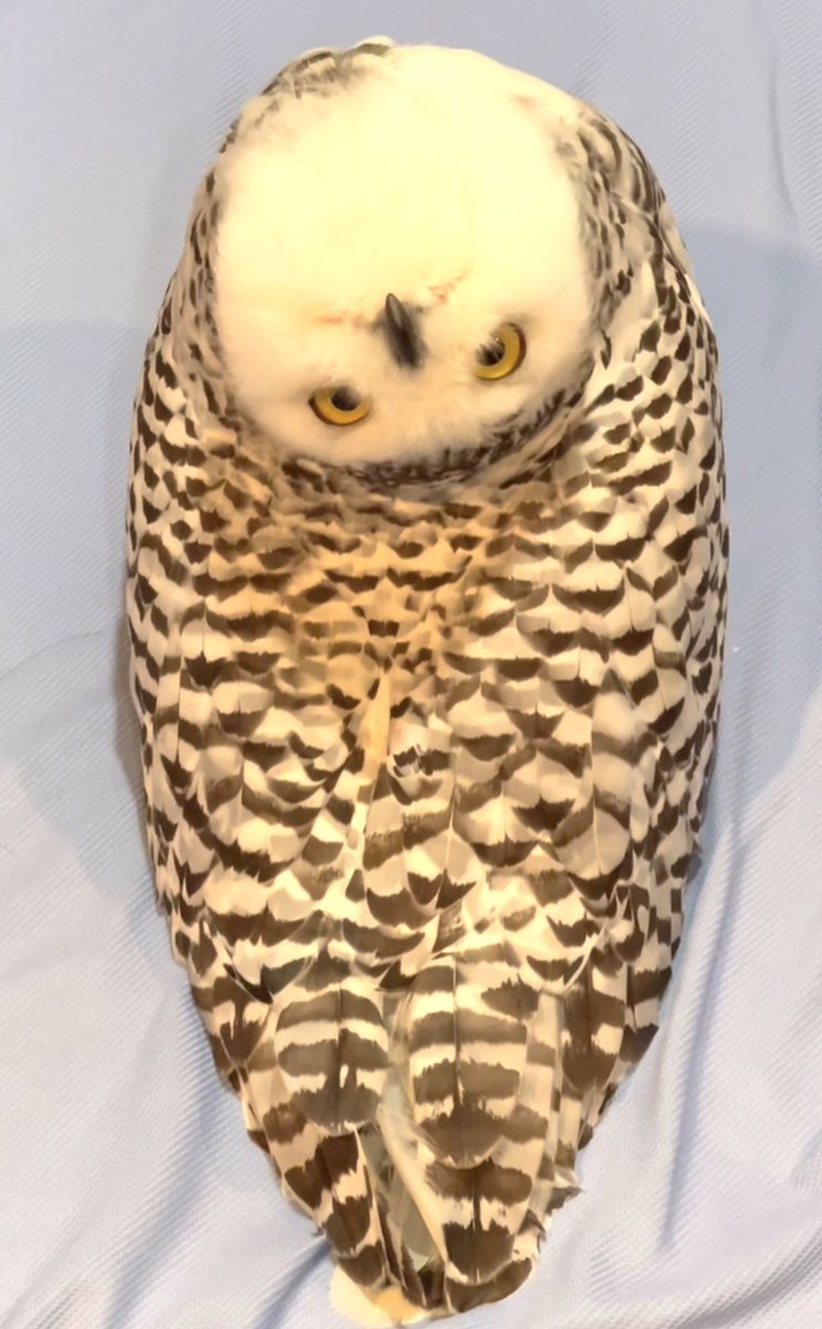 のわーる（シロフクロウのミンティ） on X