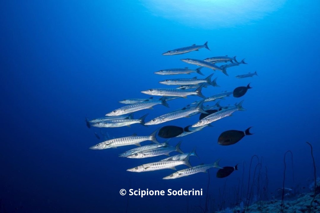 📷MALDIVES: UP TO 10% DISCOUNT ON LUXURY BOAT 📷
Whatsapp us for all details: wa.me/message/IQSBTO…
Book 7 Night trips from 2024 - Sep 2025📷
starting from EUR 1780 with -10% OFF !! 📷