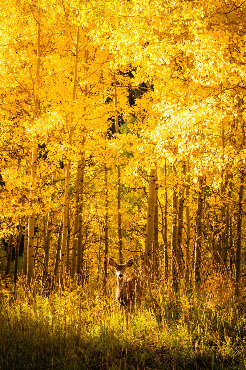 tknep3's tweet photo. Vertical scenes from fall in Colorado https://t.co/DUCWkezyWy