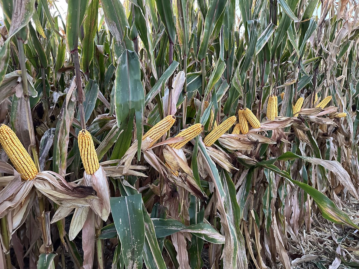 Harvested the highest NCGA entry I have ever turned in! As of today anyway! P1742Q 👌