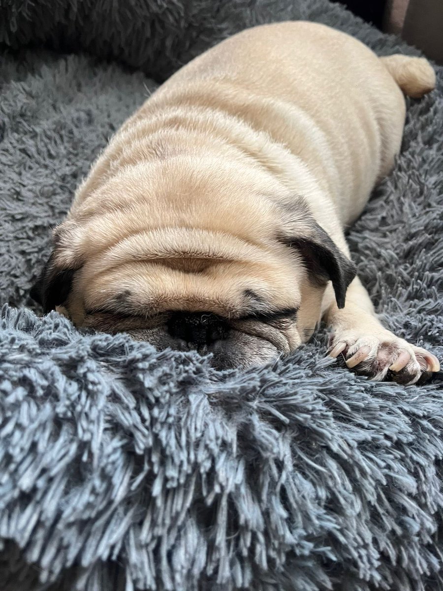 Blanquet (Efrain Juarez’s version) tweet media