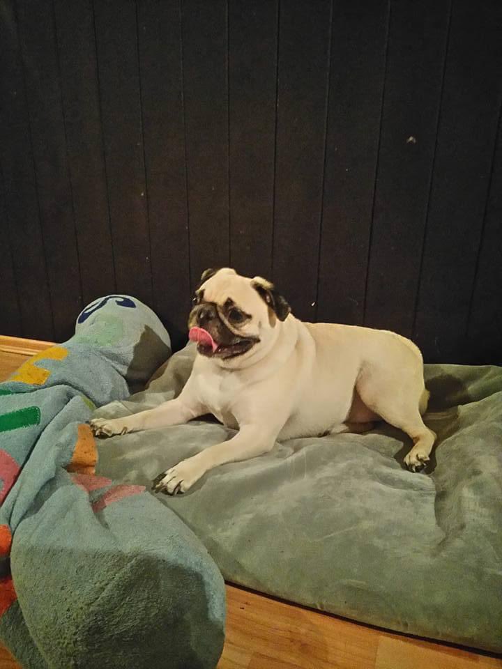 Blanquet (Efrain Juarez’s version) tweet media