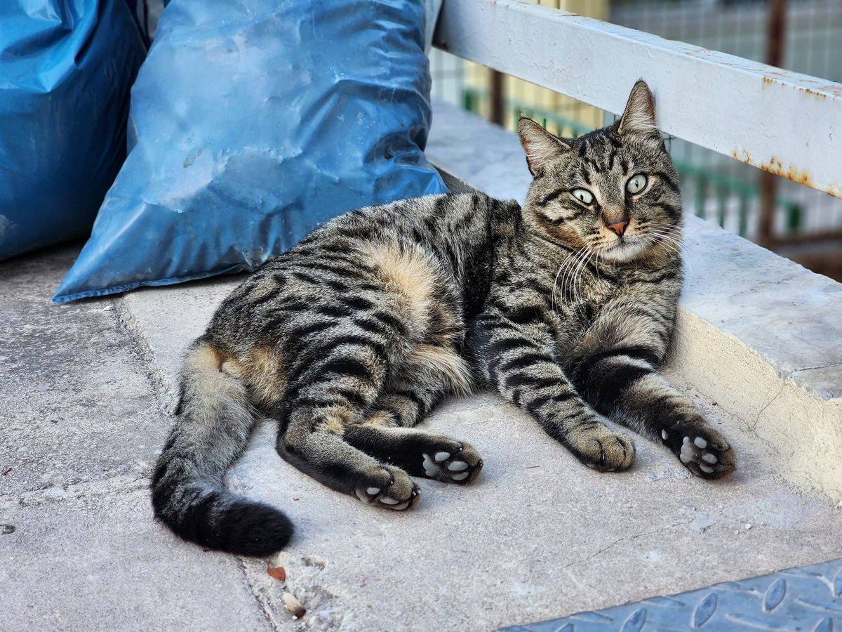 CatHappensReal's tweet photo. Thinking about meaning of life
.
.
#cats #homelesscats #straycats #lovelycats #streetcats #hungrycats #catslivingonthestreet #cutecats #猫 #고양이 #ねこ #kedi #gato #котики #ネコ #gatto #Katze #قطة #बिल्ली #γάτα https://t.co/ar57Vv3MIu
