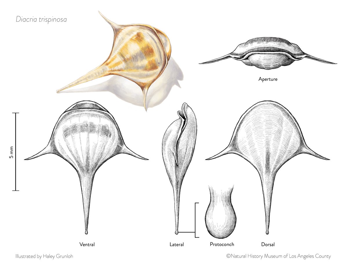 HaleyGrunloh's tweet photo. Diacria trispinosa, another strange little spaceship snail shell 🐚👽 https://t.co/7Qt6jlmymU