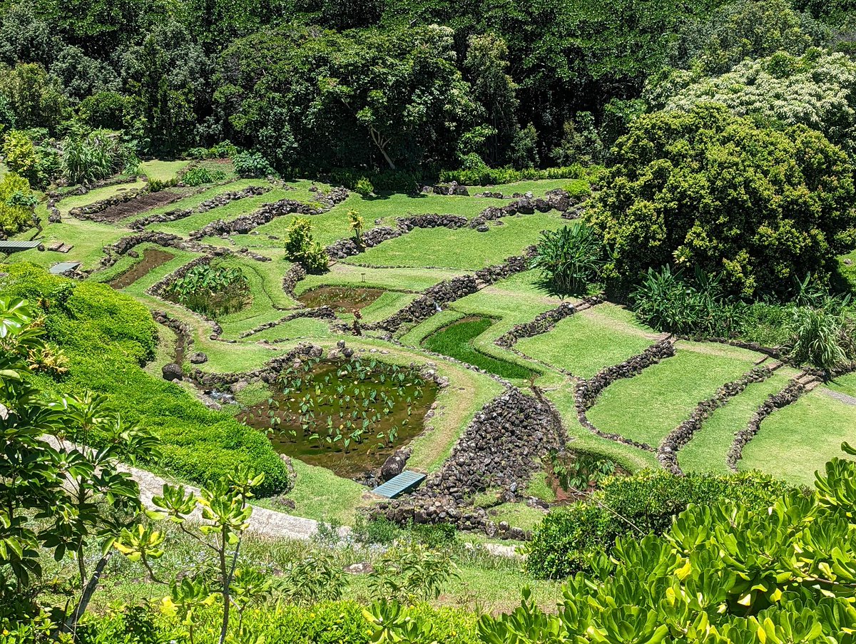 I am looking for a #FoodSystems scholar to join my research team to support the work we are doing uplifting island food systems. It is a one year position based in #Honolulu More information here:
tinyurl.com/2a63sqvc