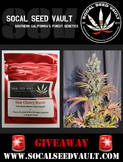 SocalSeedVault's tweet image. 🚨 Road to 5000 Giveaway! 🚨

I'm so close to 5000 I can feel it. So here's another giveaway for the community 🤘.Up for grabs is Sour Cherry Runtz. This one is 🔥🔥🔥!

To enter: Follow SSV, Tag 2 friends, Like and Share.  

Ends: 10-11 , Ships 🌎, Good Luck Everyone ☘️ B ~ SSV