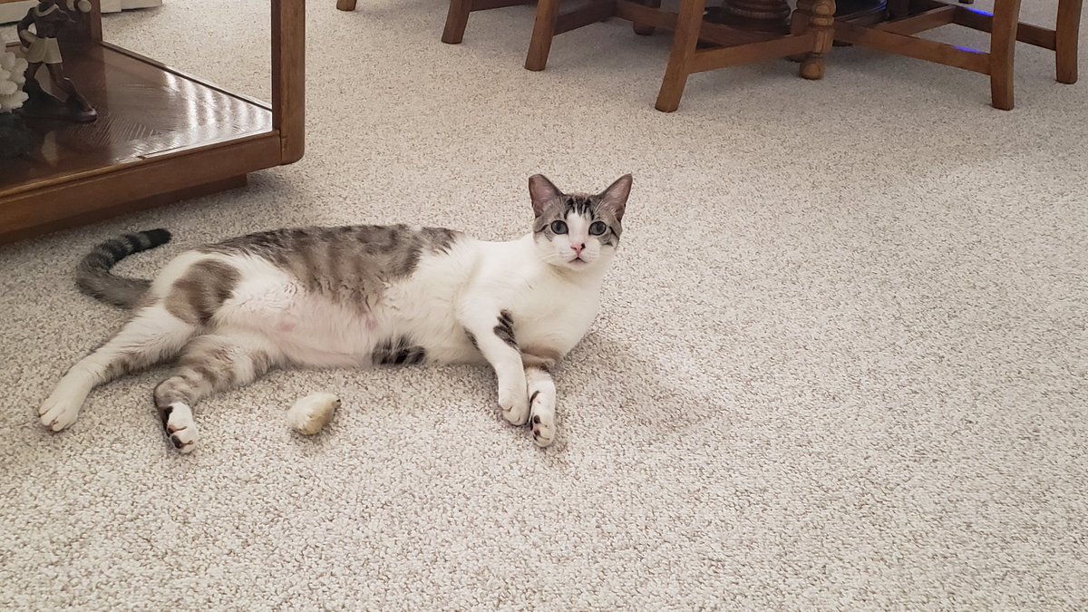 evanheader's tweet image. Sammy