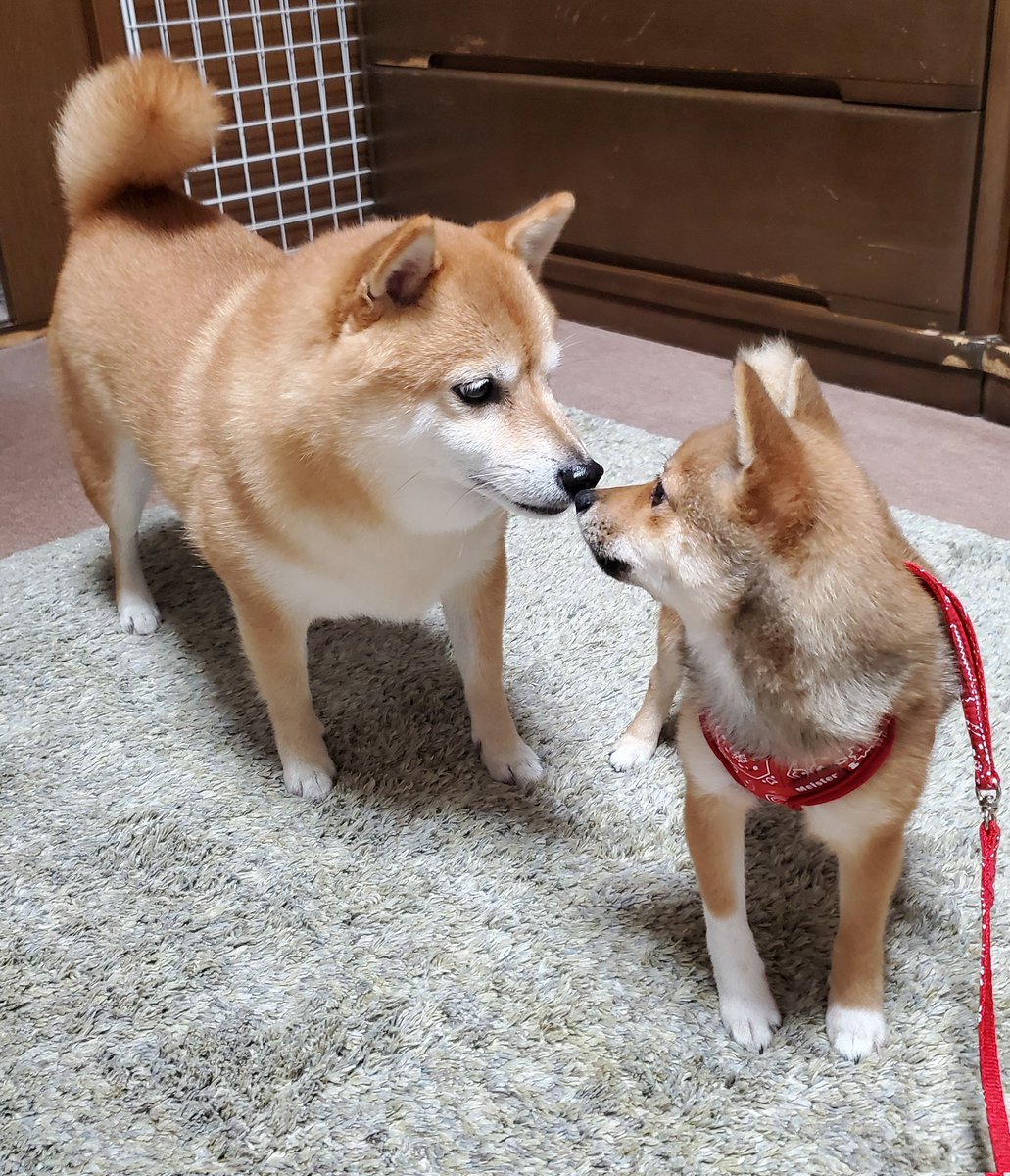 豆柴なつ❤️ここ (@mamesiba_natsu) / Posts / X