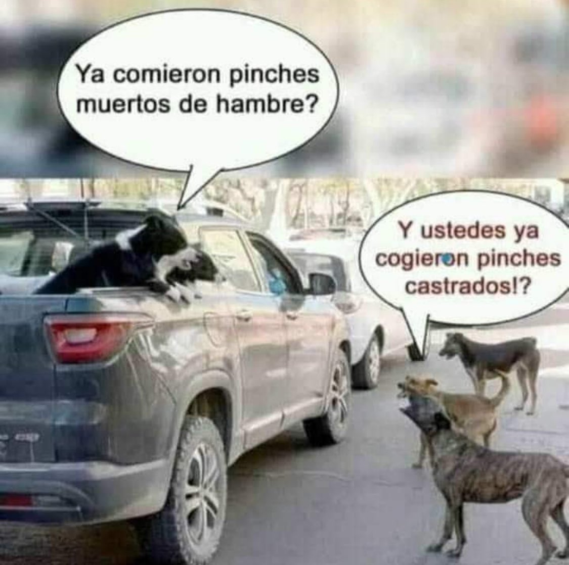 Jajajajajaja😂😂😂
AMORES PERROS