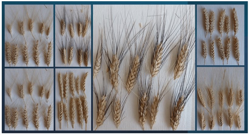 Our partners, led by University of Tuscia and University of Debrecen, have published the results from our SWOT analysis of variety testing for sustainable production!

Read all about it here:mdpi.com/2077-0472/14/1…