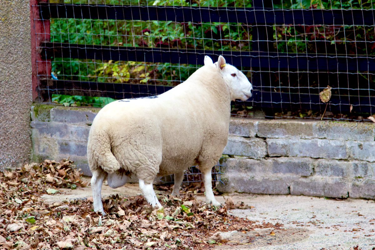 Lots 288 - 291 for <a href="/Dingwall_Mart/">D.H.M</a> this Fri 18th Oct. Homebred two shears, used as shearlings and tick acclimatised.