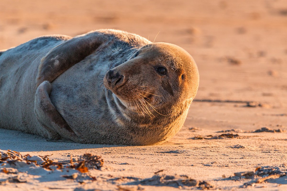 This morning a planning application for an adventure tourism hub in Pembrokeshire will be considered, which risks disturbance for Grey Seals &amp; other wildlife.   

Wild Justice believe the Habitats Regulation Assessment for the app is flawed. 1/2