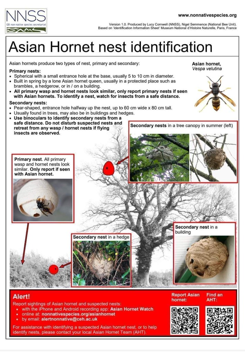 britishbee's tweet photo. A reminder of the risks from yellow-legged Asian hornet nests discovered late in the year. In June the NBU released a 'Genetics Update', showing a link between nests found in Oct and Nov and spring queen the next year.
Please remain vigilant 

https://t.co/oGoegMW7m4 https://t.co/BPP6kljwsc