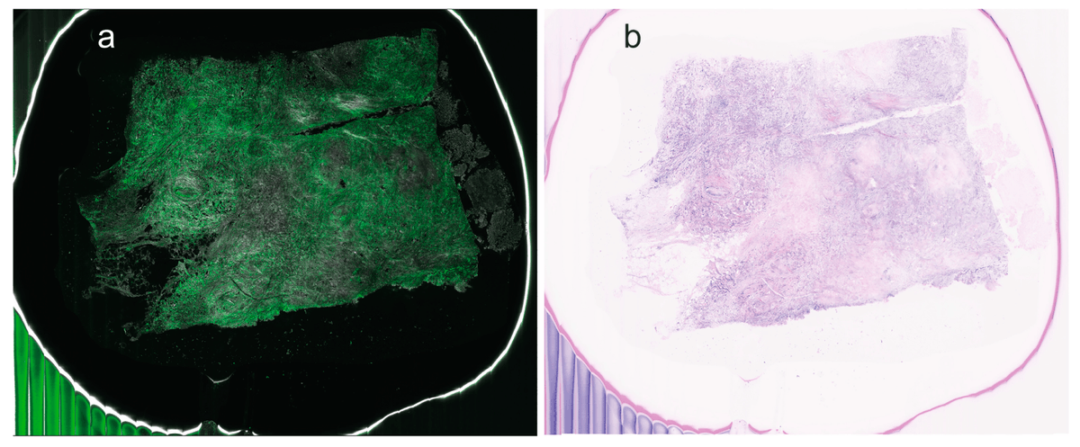 Cells MDPI tweet media