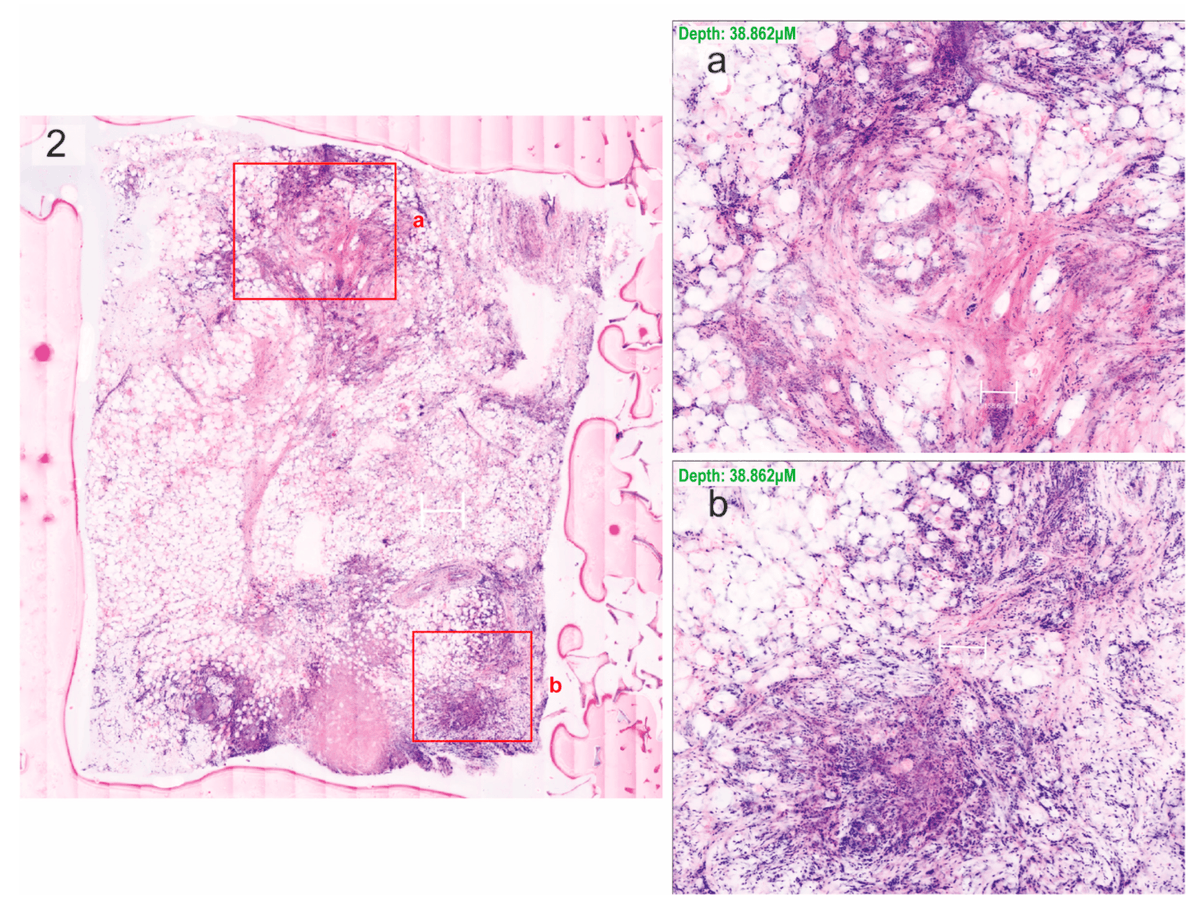 Cells MDPI tweet media