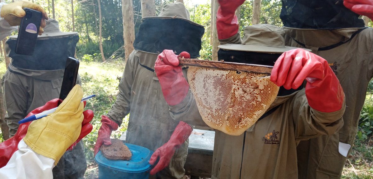 Harvesting honey in a Top Bar hive